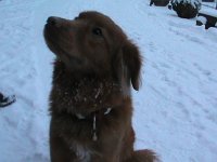 Pinon (6)
